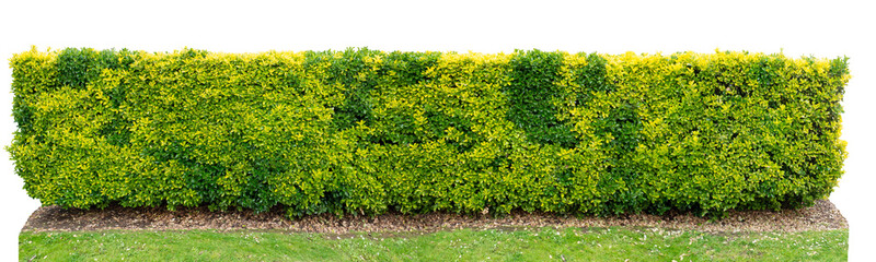 Fototapeta na wymiar Green and yellow variegated golden euonymus bush hedge isolated on white
