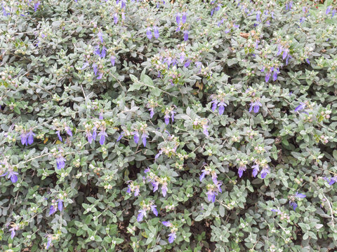 Shrubby germander blue flowers hedge closeup