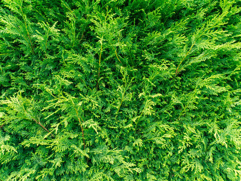 Green thuja hedge closeup © photohampster