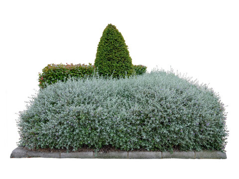 Shrubby germander and red photinia fraseri bush hedges and yew in the urban landscape design isolated on white.