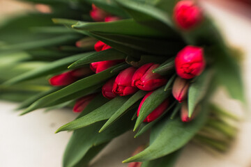 close up of fresh tulips