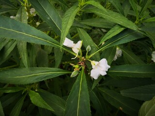 close-up of white henna flowers blooming in garden
