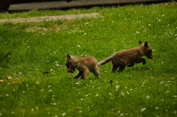 Fototapeta premium animals