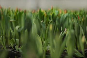 tulips growing in a greenhouse