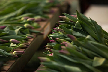Obraz premium Freshly picked tulips in the greenhouse