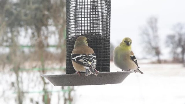 Two American Goldfinches at a mesh feeder in winter