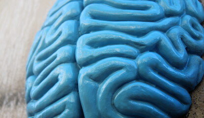 Il cervello - Organo principale del sistema nervoso centrale