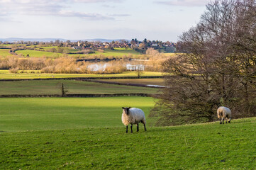 Fototapeta premium A view of sheep in the fields around Saddington, UK in Springtime