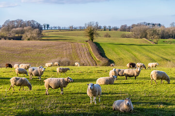 Fototapeta premium A view of sheep in the fields around Gumley, UK in Springtime