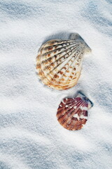 Two  Sea Shells on White Sand