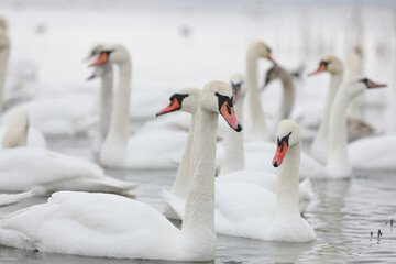 White swan flock in spring water. Swans in water. White swans. Beautiful white swans floating on the water. swans in search of food. selective focus