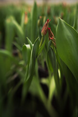 tulips growing in a greenhouse