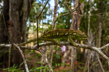 Tsingy de Bemaraha Strict Nature Reserve
