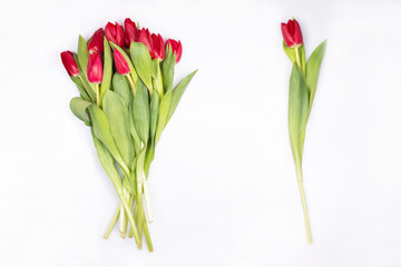 bouquet of gorgeous delicate burgundy colors tulips,isolated on white,and one tulp. Source material, sample of spring flowers for your project