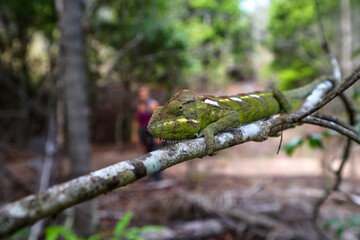 Tsingy de Bemaraha Strict Nature Reserve