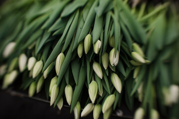 close up of fresh tulips