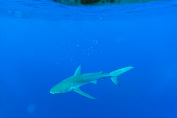 A Galapagos Shark swimming in the beautiful blue waters near Hawaii. Great Natural underwater photo of a shark in its habitat