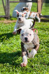 Funny American Bulldog puppies are playing on grass