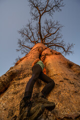 Baobab fun