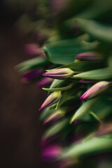 close up of fresh tulips