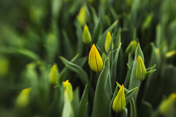 tulips growing in a greenhouse