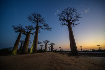Avenue of the Baobas
