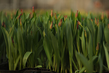 Fototapeta premium tulips growing in a greenhouse