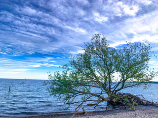 tree on the beach