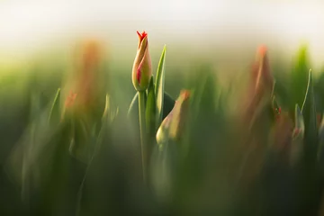 Tulpen wachsen in einem Gewächshaus © Svetlana Batura