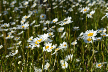 Beautiful view of meadow with flowering daisies in the beginning of summer