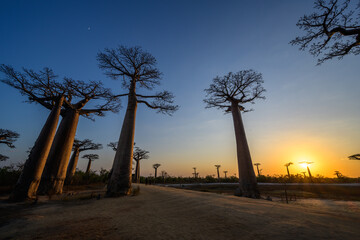 Avenue of the Baobas