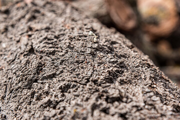 Tree trunk texture, rough brown.