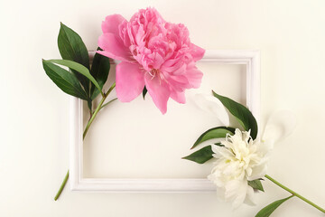 Two peony flower, pink and white color and frame on the table. Flat lay.
