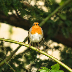 birdies