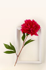 One peony flower red color and frame on the table. Flat lay, close-up. Vertical photo.