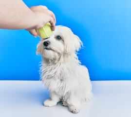 Adorable dog over isolated blue background.