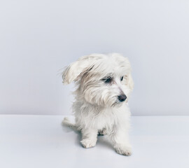 Adorable dog over isolated white background.