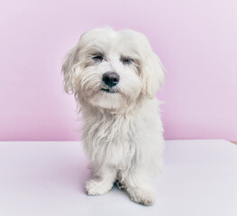 Adorable dog over isolated pink background.