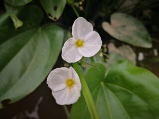 close-up of white Sagittaria trifolia flowers blooming in tropical river
