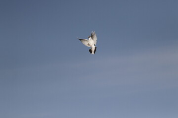 a dove with its wings spread