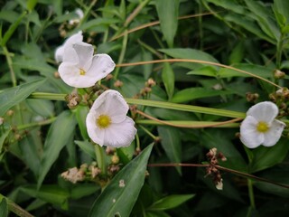 close-up of white Sagittaria trifolia flowers blooming in tropical river