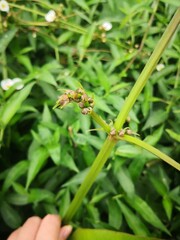 close-up of white Sagittaria trifolia flowers blooming in tropical river