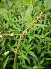 close-up of white Sagittaria trifolia flowers blooming in tropical river