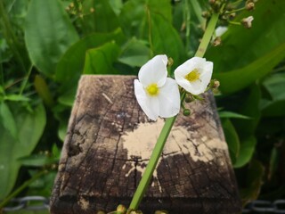 close-up of white Sagittaria trifolia flowers blooming in tropical river