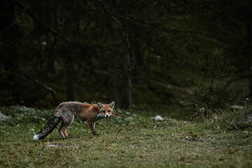 Renard dans la forêt au crépuscule