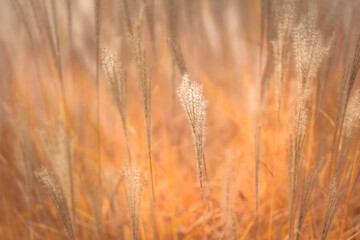 Fototapeta premium grass in the wind