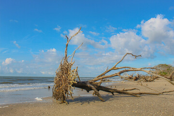 Botany Bay Beach on Edisto Island, South Carolina --- AKA "Boneyard Beach."