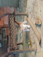 yellow kitten with mouth open