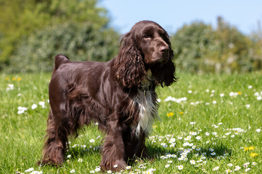 Field Spaniel