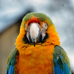 birds